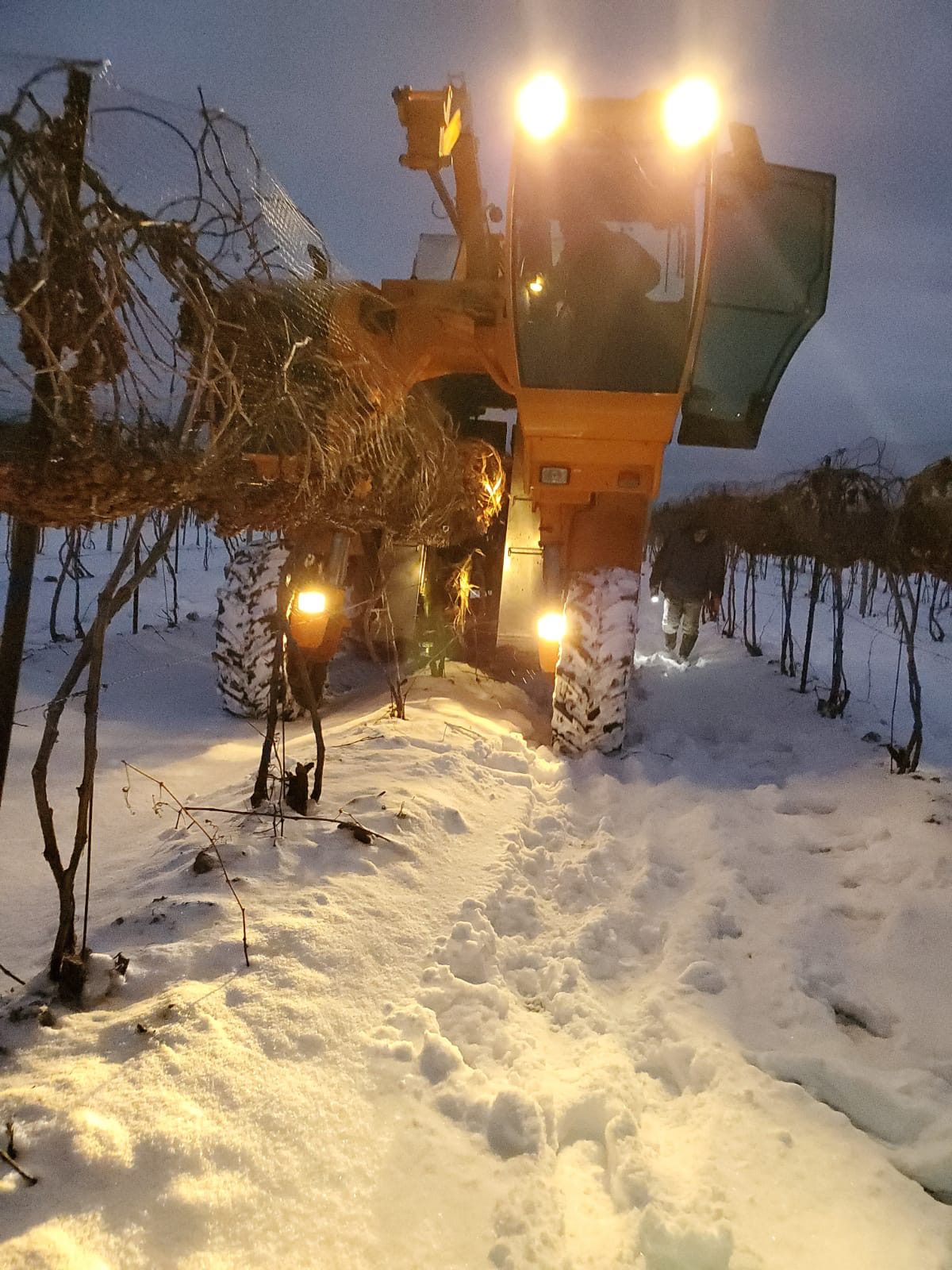 2020 Ice Wine Harvest Ferrante Winery & Ristorante